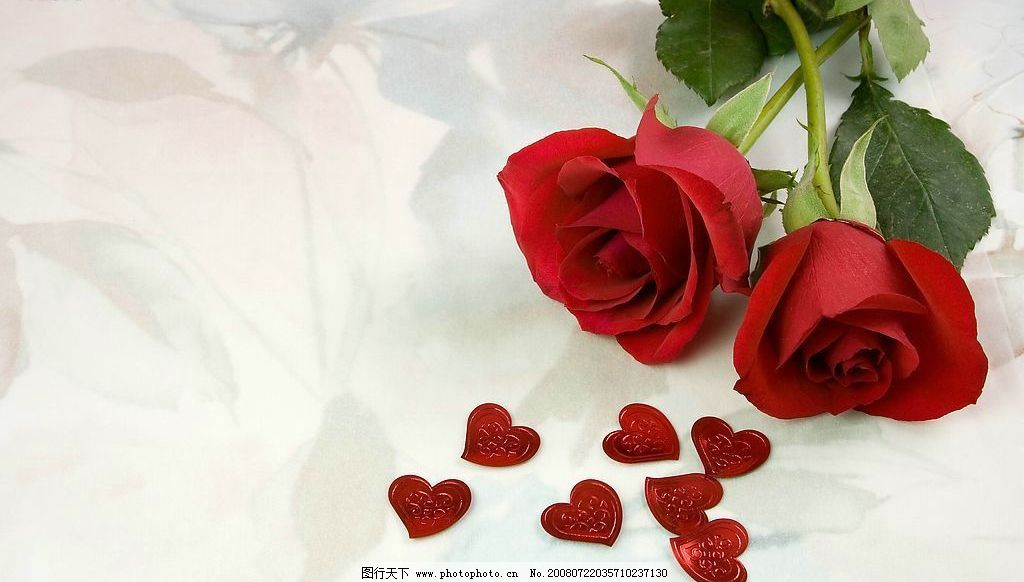 红玫瑰图片,玫瑰花 花朵 花卉 精品图片 实用图片-图行天下图库