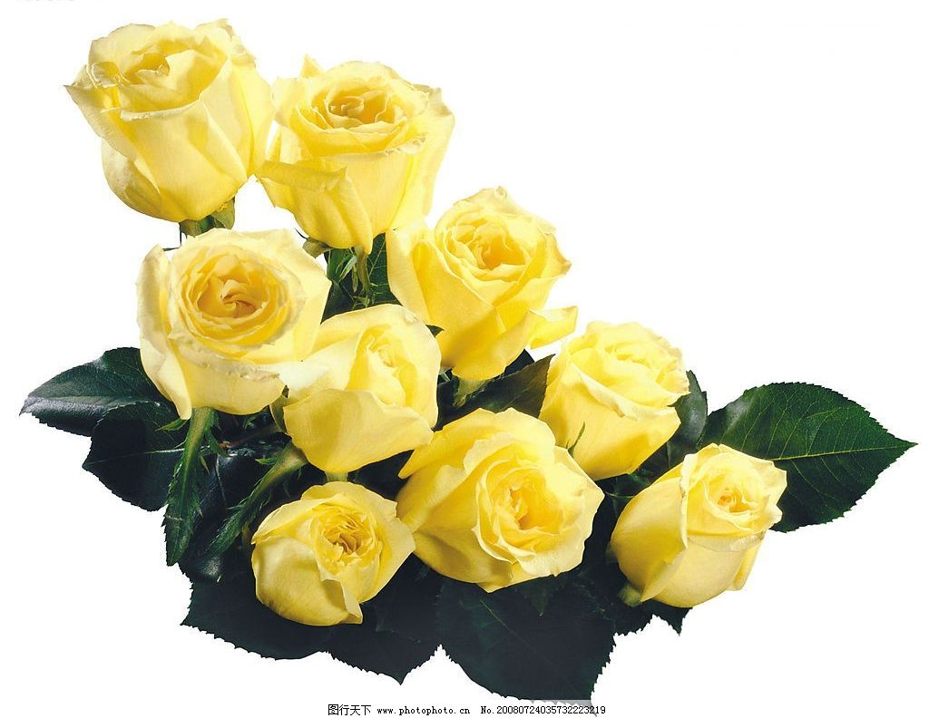 黄色玫瑰图片,高分辨率 花 生物世界 花草 高分