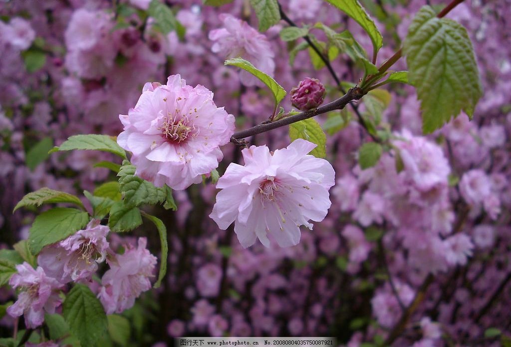 鲜艳梅花 粉色花朵 粉色花卉 自然景观 自然风景 摄影图库 生物世界