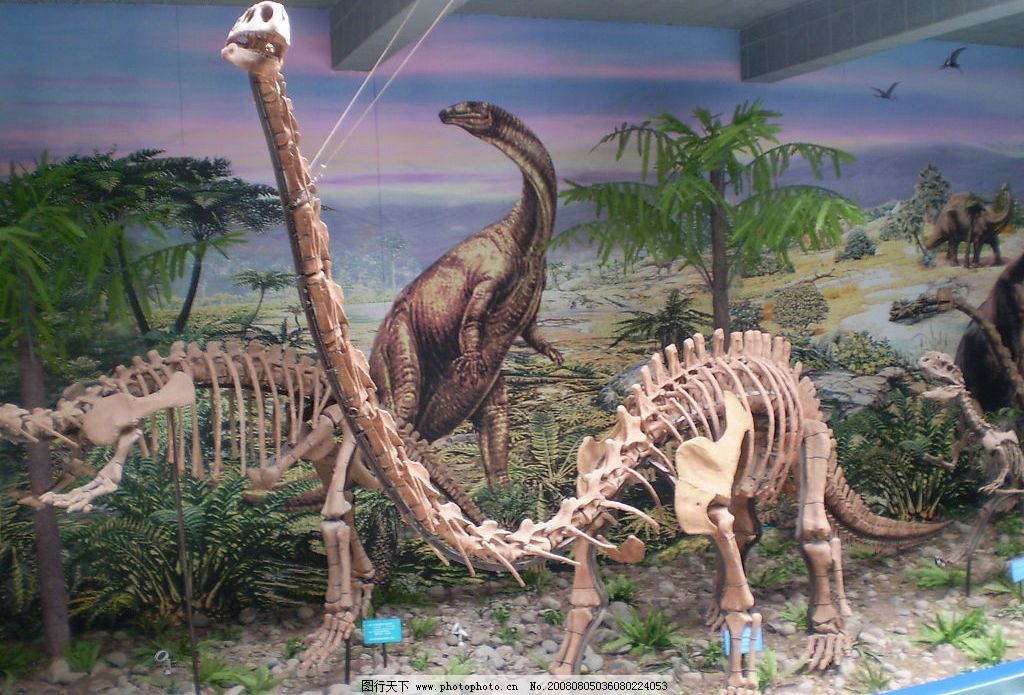 求在线网站你懂的,北京哪里有恐龙化石,黄海波