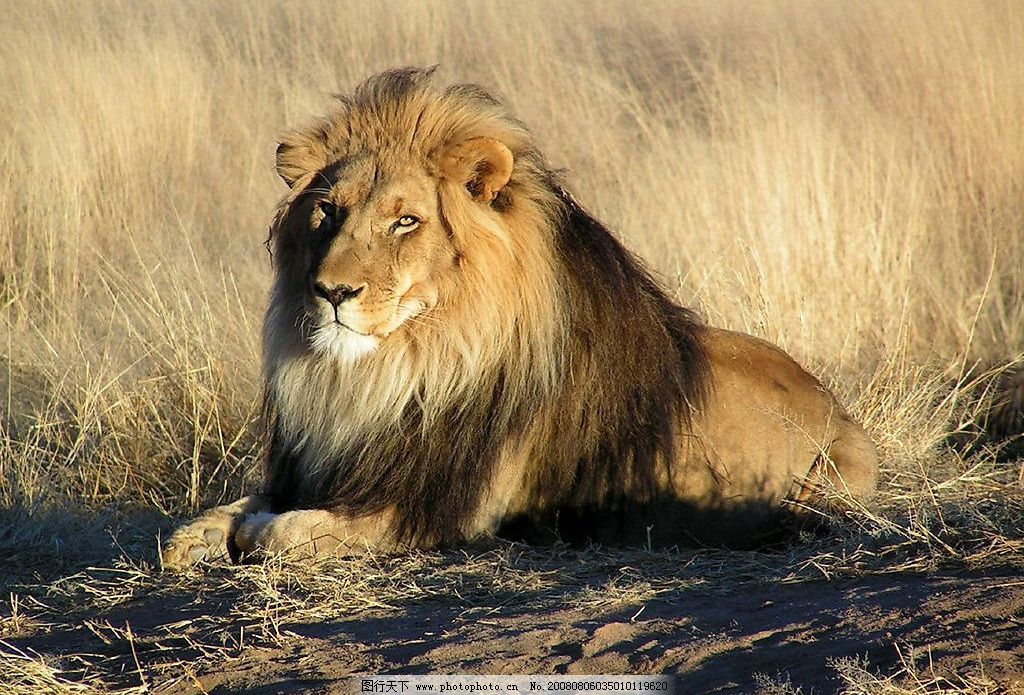 非洲草原雄狮 狮子 生物世界 野生动物 动物世界 摄影图库 jpg 0dpi
