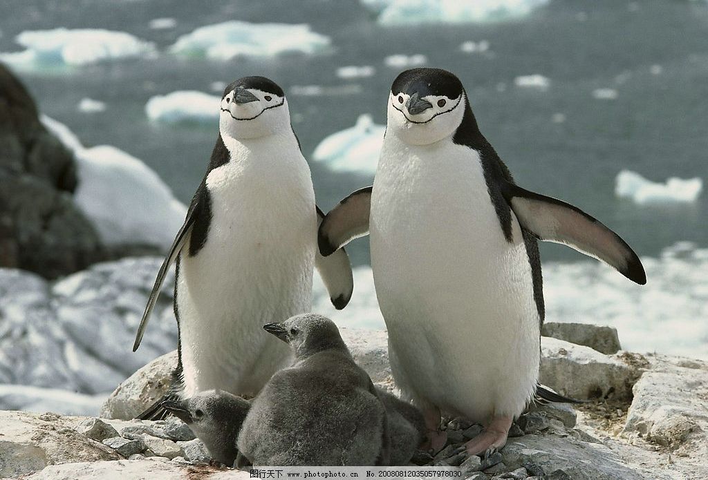 南极洲颊带企鹅图片,生物世界 野生动物 动物世界 摄影图库-图行天下图库