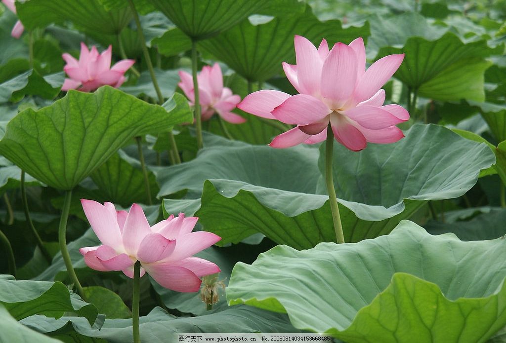 荷花池商场丝瓜络行情暂稳