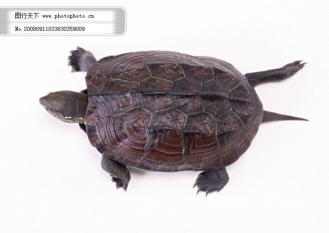 小动物 乌龟 海龟 动物世界 千年乌龟 王八图片