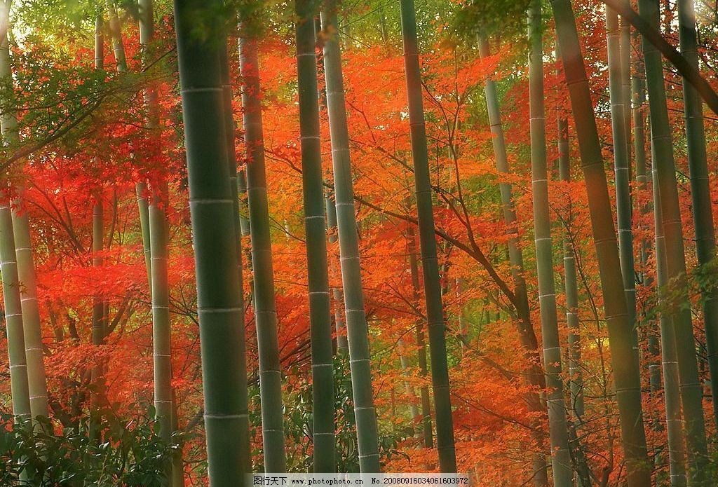 日本 京都/日本京都岚山公园竹林图片