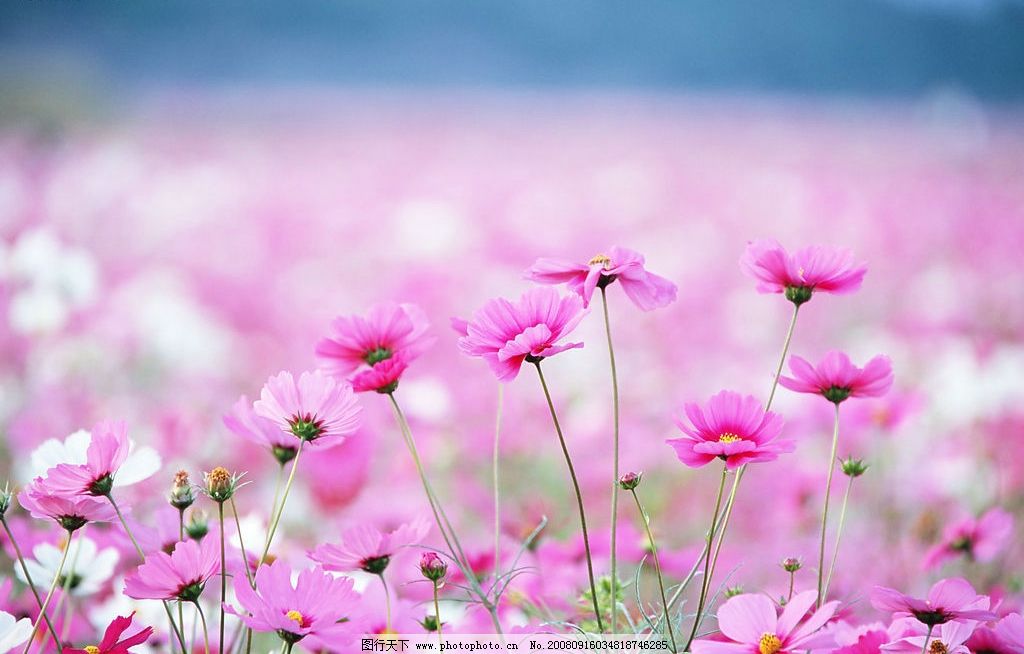 春天的花 春天 粉红色 花 白色 自然景观 自然风景 花开的季节 摄影