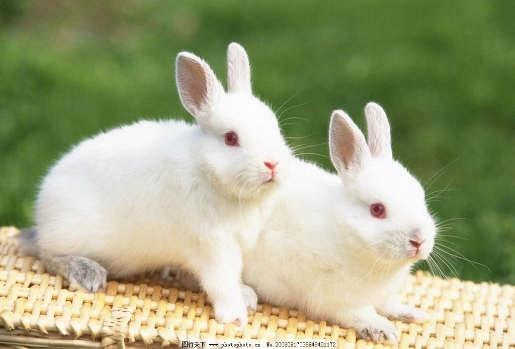 《兔子都是红眼睛吗》