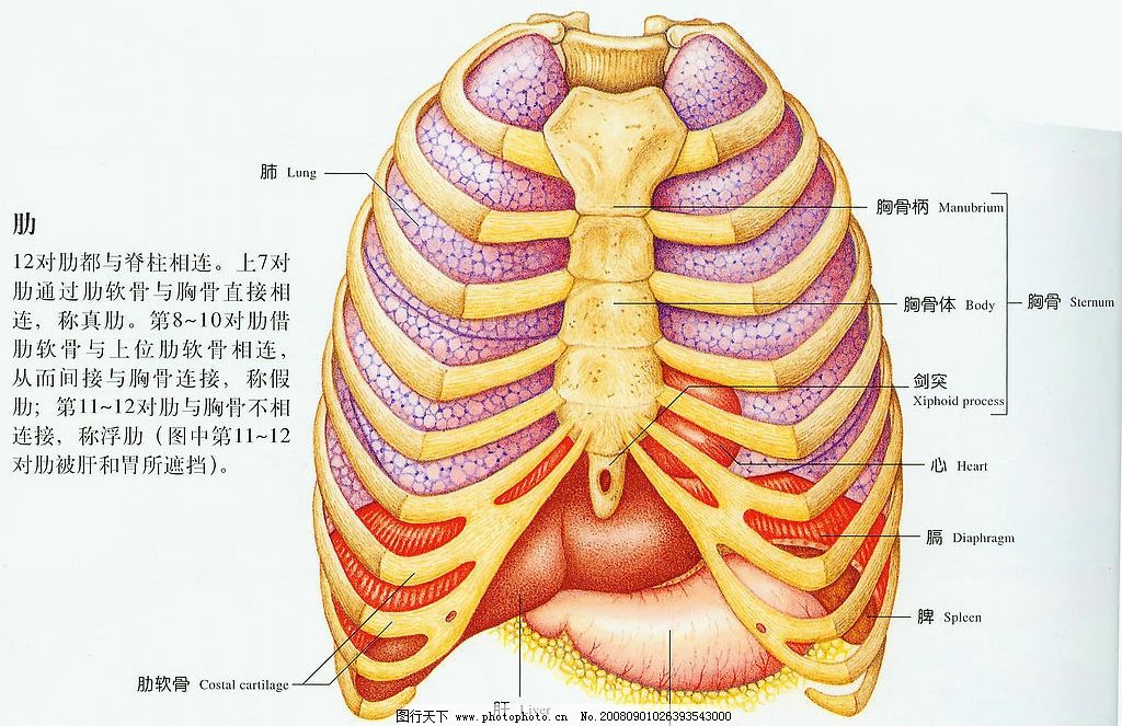 人体肋骨示图,中医,人体解析,人体,肋骨,生活百科,其他,人体脏腑器官图,设计图库,300DPI,JPG